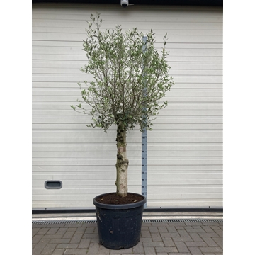 Olea Europaea