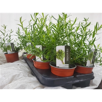 Artemisia Dracunculus
