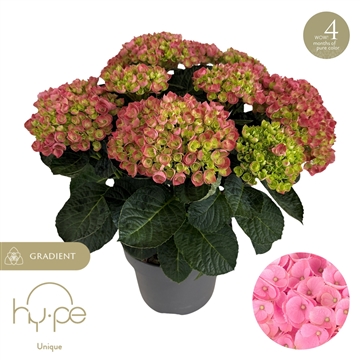 Hydrangea Hi Island Pink 7+ | Hy-pe Unique