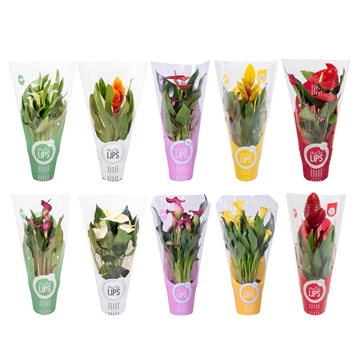 MoreLIPS&#174; Luxe Kamerplanten mix in Showhoes| Zantedeschia | Anthurium | Vriesea