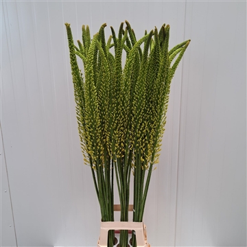 Eremurus Tapdance 140