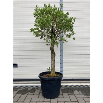 Olea Europaea