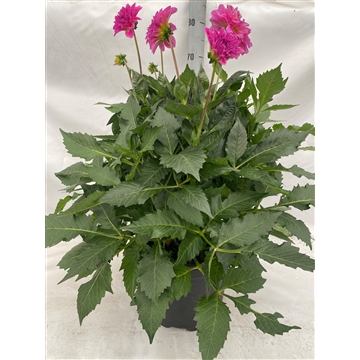Dahlia xl