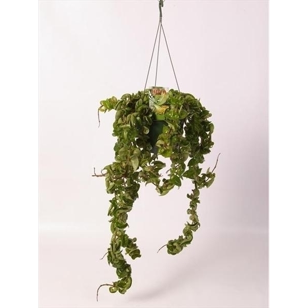 Hoya carnosa ‘Compacta’ in hangpot (FP027-01501) - FloraXchange