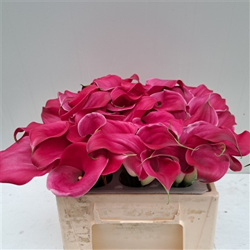 Zantedeschia Captain Samba 30