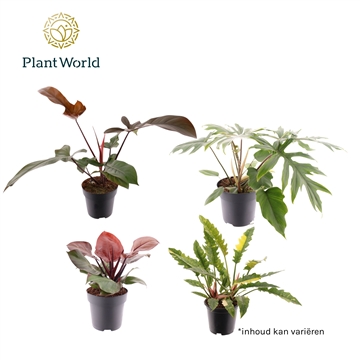 Philodendron luxe mix P19