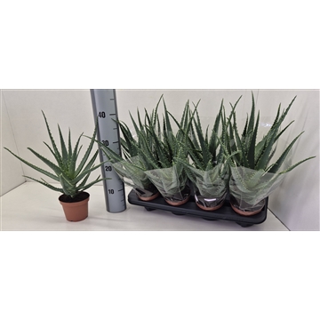 Aloe Arborescens