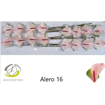 ANTH A ALERO 16