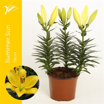 Lilium Summer Sun 17 cm (LA lelie)