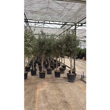 Olea Cultivo 40cm