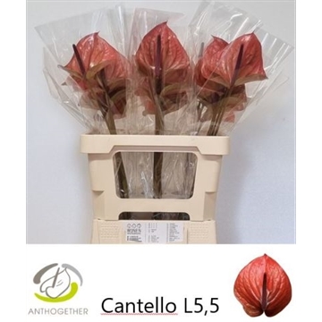 ANTH A CANTELLO 30 OPZET
