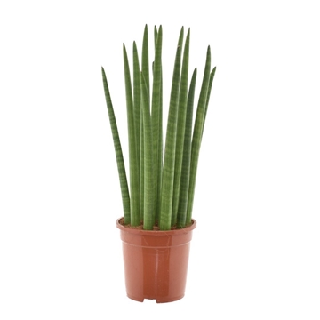 Sansevieria cylindrica &quot;Spaghetti&quot; P19