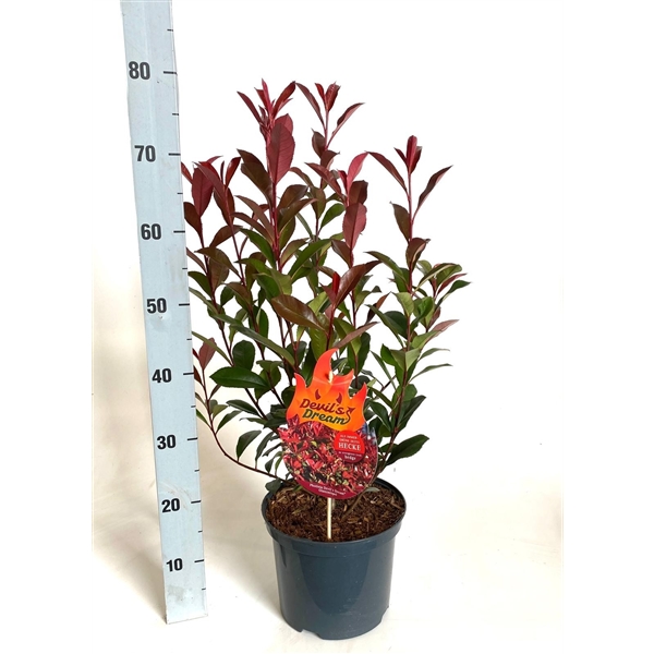 alocasia tiny dancer plant Alocasia Tiny Dancer 4