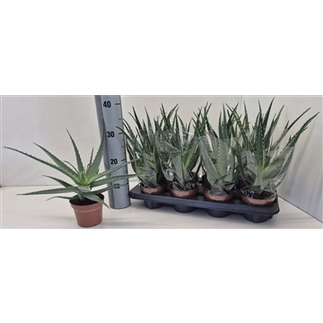 Aloe Arborescens