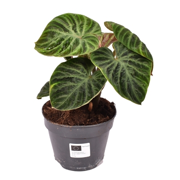 Philodendron Verrucosum &#39;Incensi&#39; compactum p12
