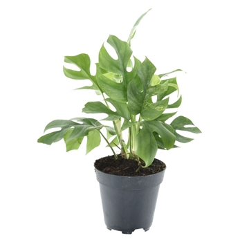 Rhaphidophora Tetrasperma Marmer p12