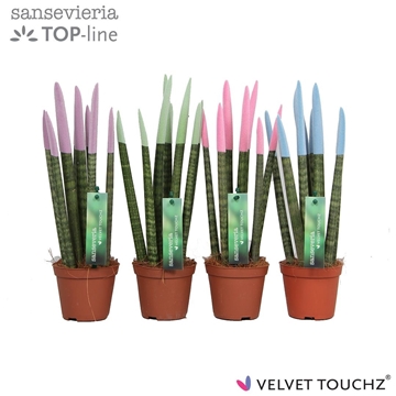 Sansevieria VELVET TOUCHZ&#174; Pastel mix