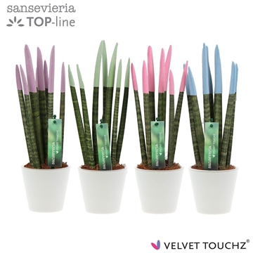 Sansevieria VELVET TOUCHZ&#174; Pastel mix In keramiek R&#39;dam