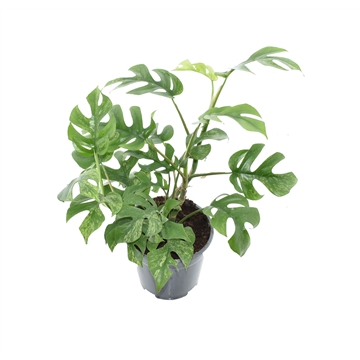Rhaphidophora Tetrasperma Marmer p14