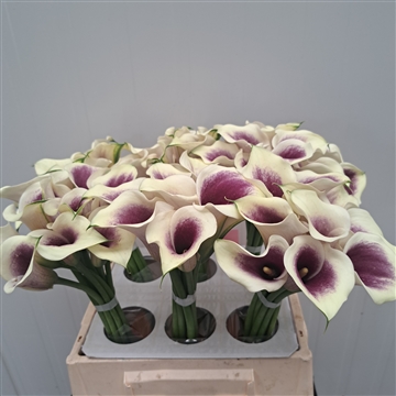 Zantedeschia Picasso 40