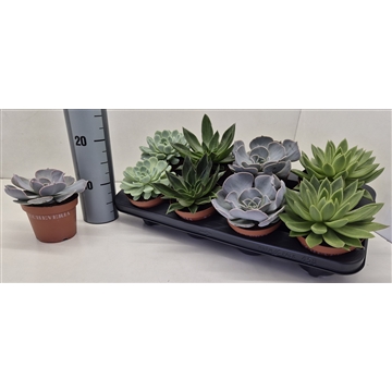 Echeveria Mix
