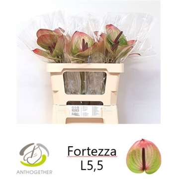 ANTH A FORTEZZA 30 OP
