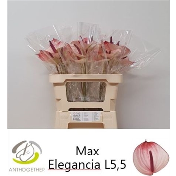 ANTH A MAX ELEGAN 30 OP