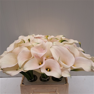 Zantedeschia Ventura 40