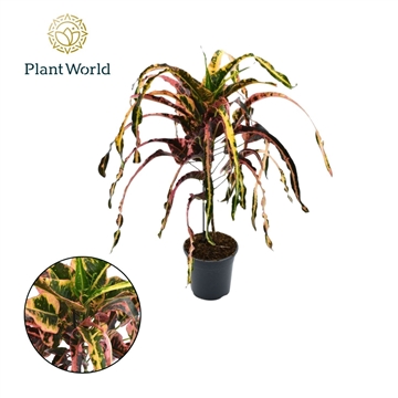 Croton Dreadlock P19