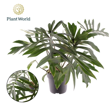 Philodendron Mayoi