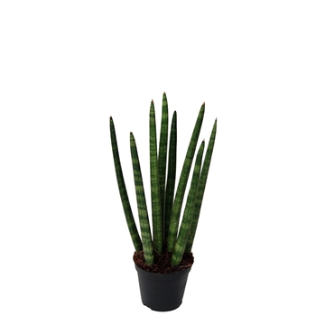 Sansevieria cylindrica &#39;Spaghetti&#39; P8,5