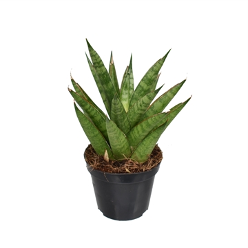 Sansevieria &#39;trifciata&#39; Pineapple P8,5