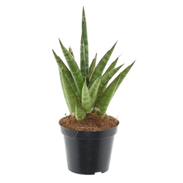 Sansevieria &#39;Starshooter&#39; P8,5