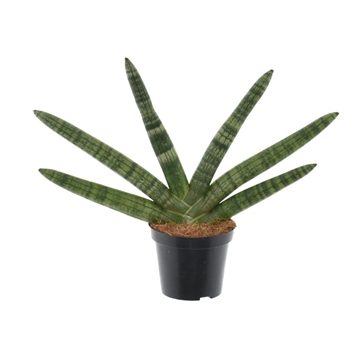 Sansevieria &#39;Skyline&#39; P8,5