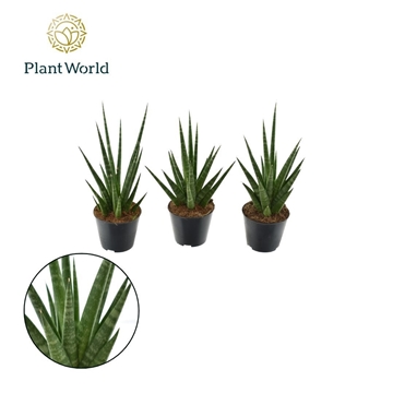 Sansevieria &#39;Dancing Queen&#39; P8,5