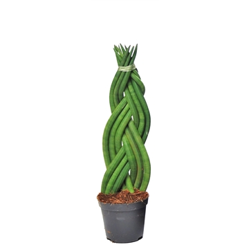 Sansevieria cylindrica &#39;Twist&#39;