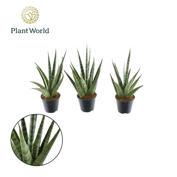 Sansevieria Sem P8,5