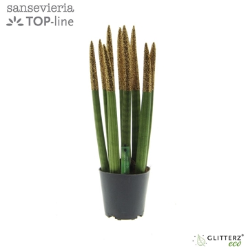 Sansevieria VELVET TOUCHZ&#174; ECO GLITTERZ&#174; Koper