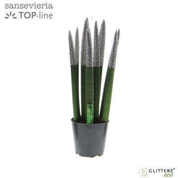 Sansevieria VELVET TOUCHZ&#174; ECO GLITTERZ&#174; Zilver