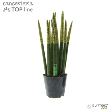 Sansevieria VELVET TOUCHZ&#174; ECO GLITTERZ&#174; Goud