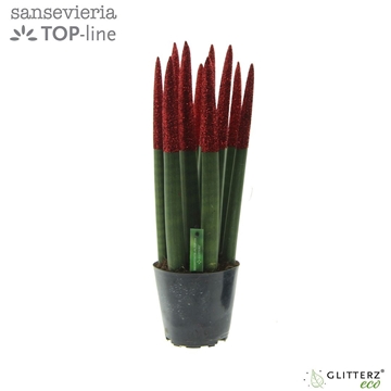 Sansevieria VELVET TOUCHZ&#174; ECO GLITTERZ&#174; Rood