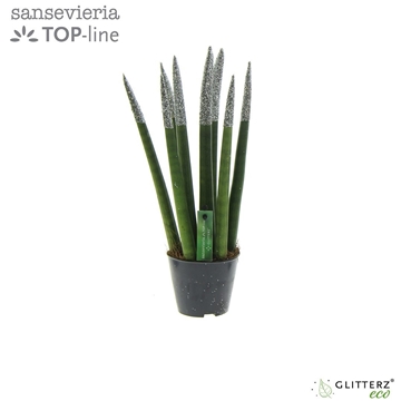 Sansevieria VELVET TOUCHZ&#174; ECO GLITTERZ&#174; Zilver P8,5