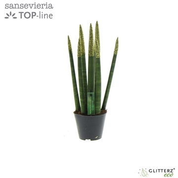 Sansevieria VELVET TOUCHZ&#174; ECO GLITTERZ&#174; Goud P8,5