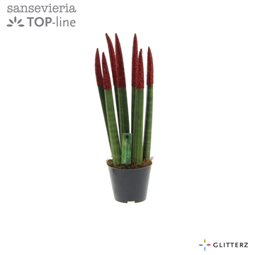 Sansevieria VELVET TOUCHZ&#174; ECO GLITTERZ&#174; Rood