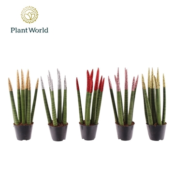 Sansevieria VELVET TOUCHZ&#174; ECO GLITTERZ&#174; Mix
