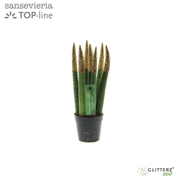 Sansevieria VELVET TOUCHZ&#174; ECO GLITTERZ&#174; Koper
