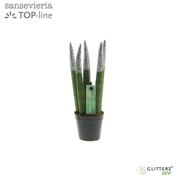 Sansevieria VELVET TOUCHZ&#174; ECO GLITTERZ&#174; Zilver