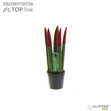 Sansevieria VELVET TOUCHZ&#174; ECO GLITTERZ&#174; Rood