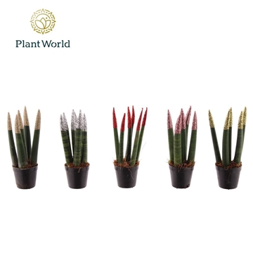 Sansevieria VELVET TOUCHZ&#174; ECO GLITTERZ&#174; Mix