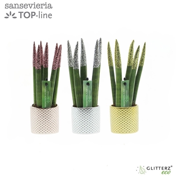 Sansevieria VELVET TOUCHZ ECO GLITTERZ&#174; mix met dots keramiek kerst